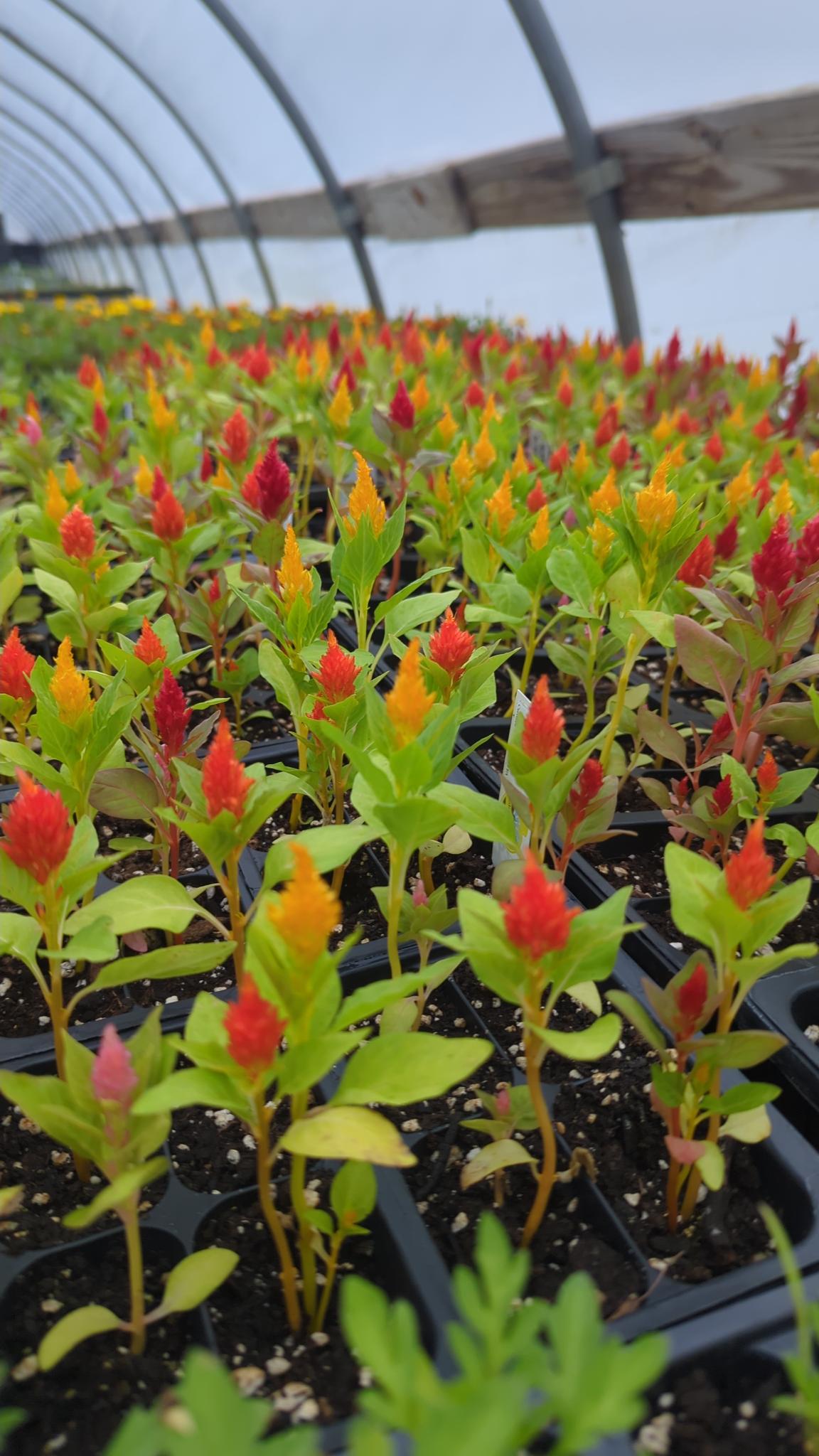 Vibrant Celosia Castle Mix seedlings grown in Tilth Soil at Edible Earth Farm